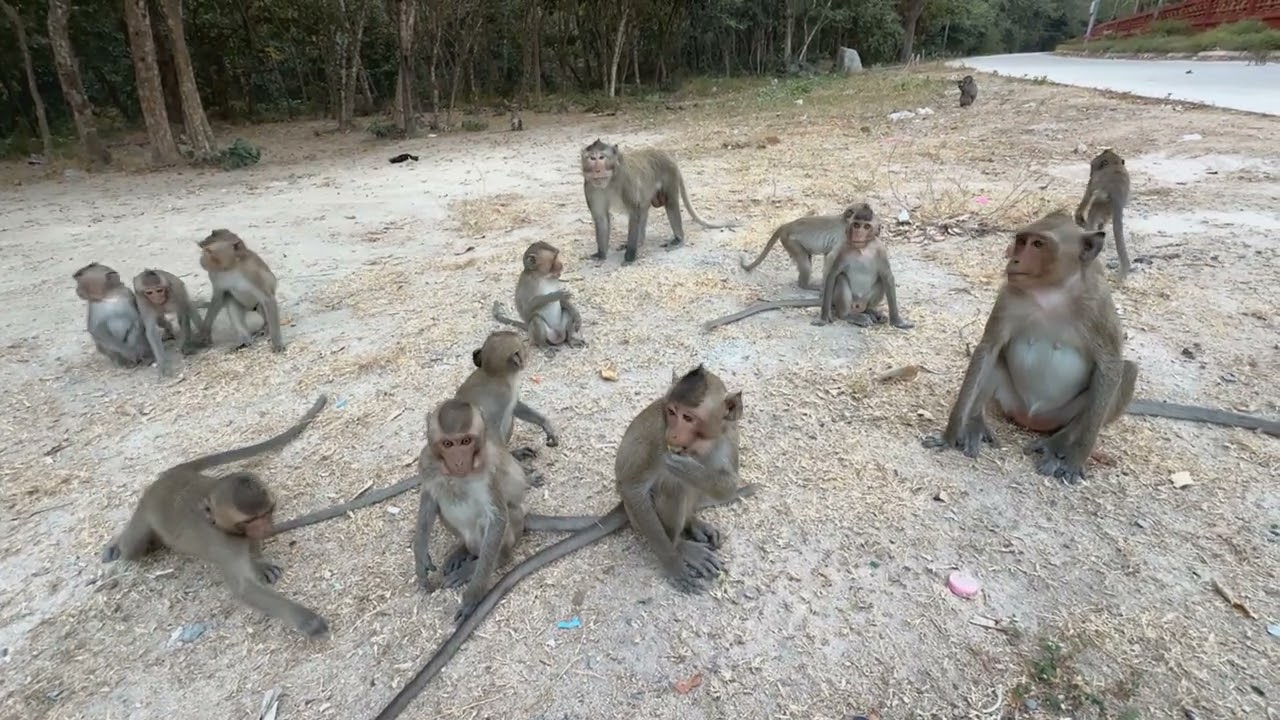 Monkeys Ov
