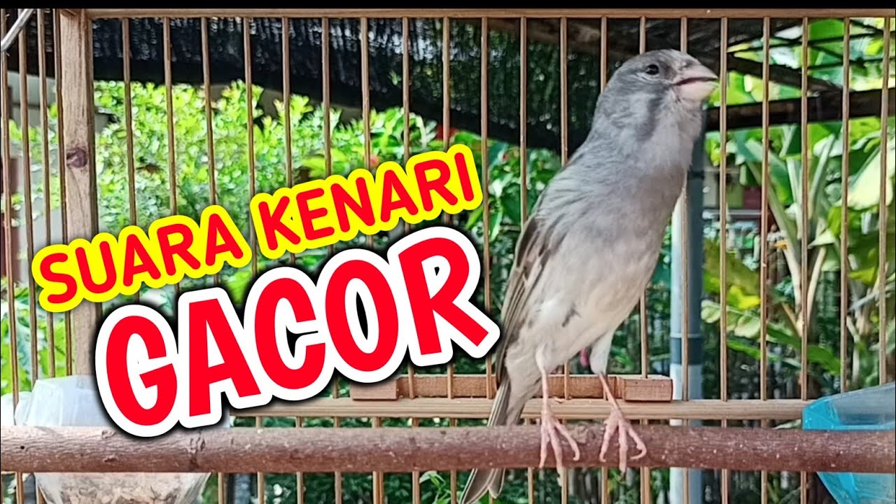 SUARA KENARI GACOR PANJANG PANCINGAN KENARI PAUD BELAJAR BUNYI