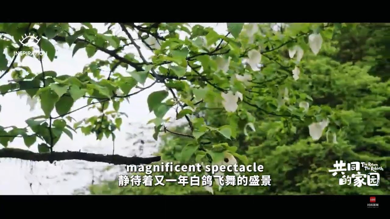 全國最大規模拱桐“搬家”，植物界“大熊貓”新生記 China's Largest Relocation of Dove Trees丨靈感中國Inspiration