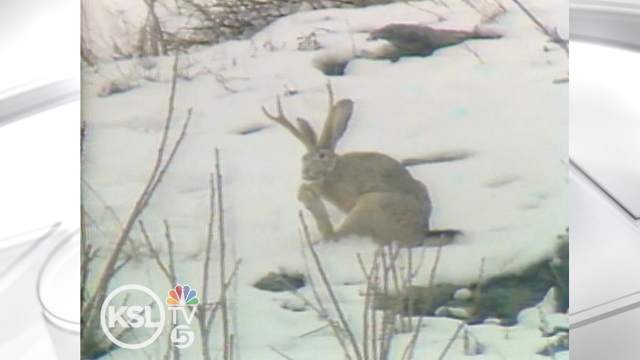 АРХИВ: Неуловимый джекалоп