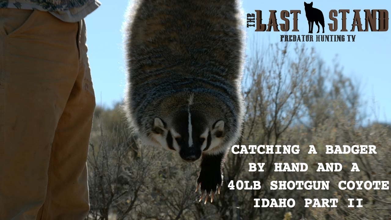 Catching a Badger by Hand and a 40lb Coyote — Idaho Part II