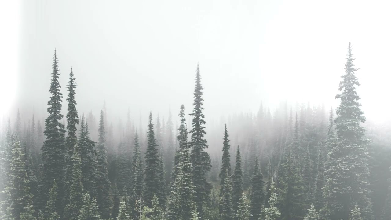 Faded Pines