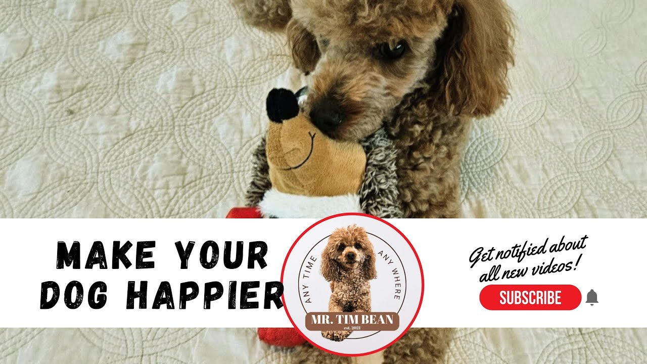 Keep Your Miniature Poodle Happy & Engaged!
