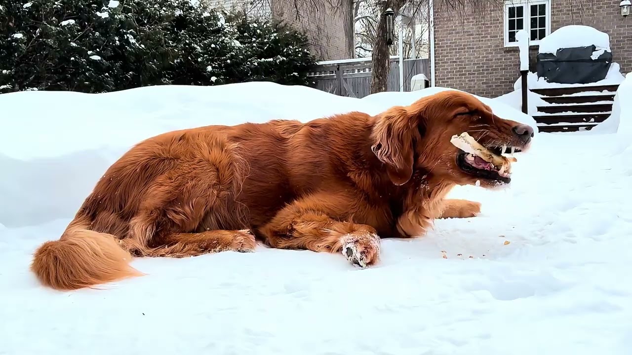 DOG TV WINTER Episode 1