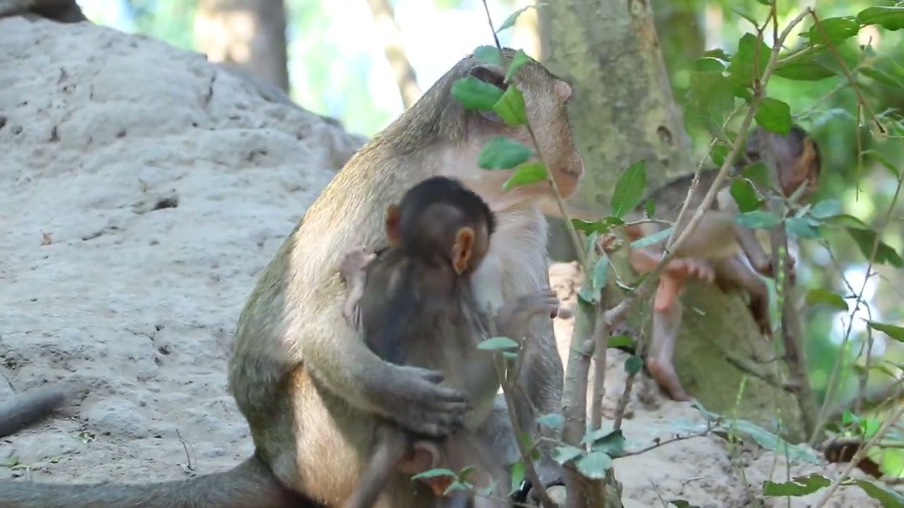 Mama Pepper and Viola Carry Her Bb For Each Sit Jungle