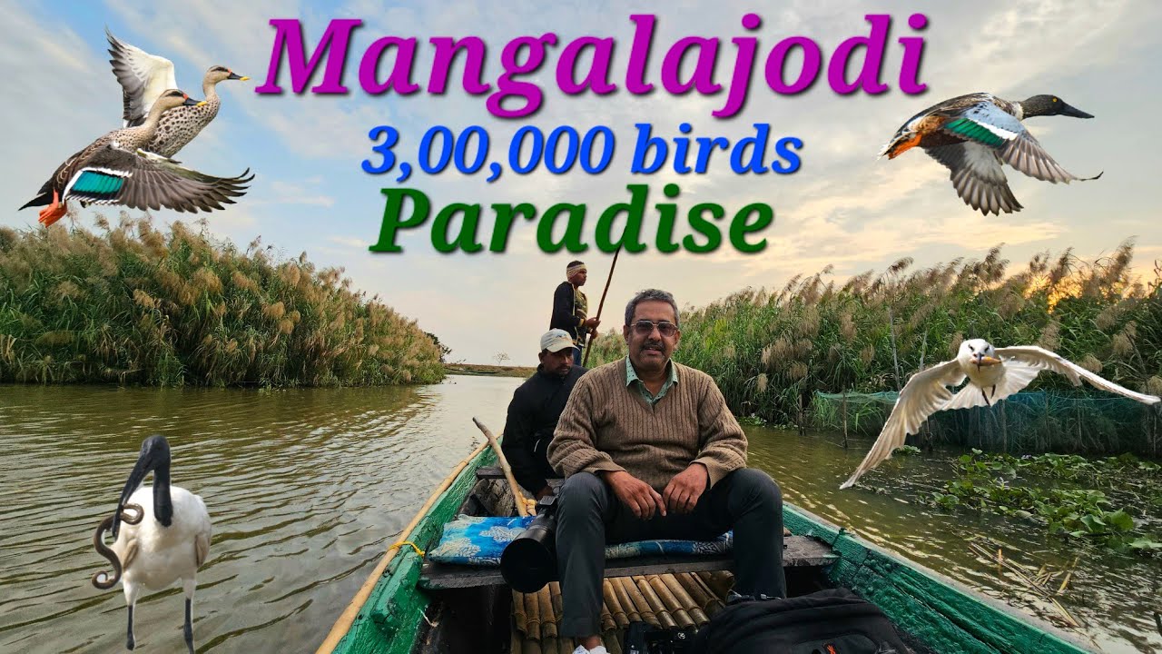 মঙ্গলাজোড়ি, ৩০০০০০ পাখির শীতের ঠিকানা / Mangalajodi birds paradise in Chilka