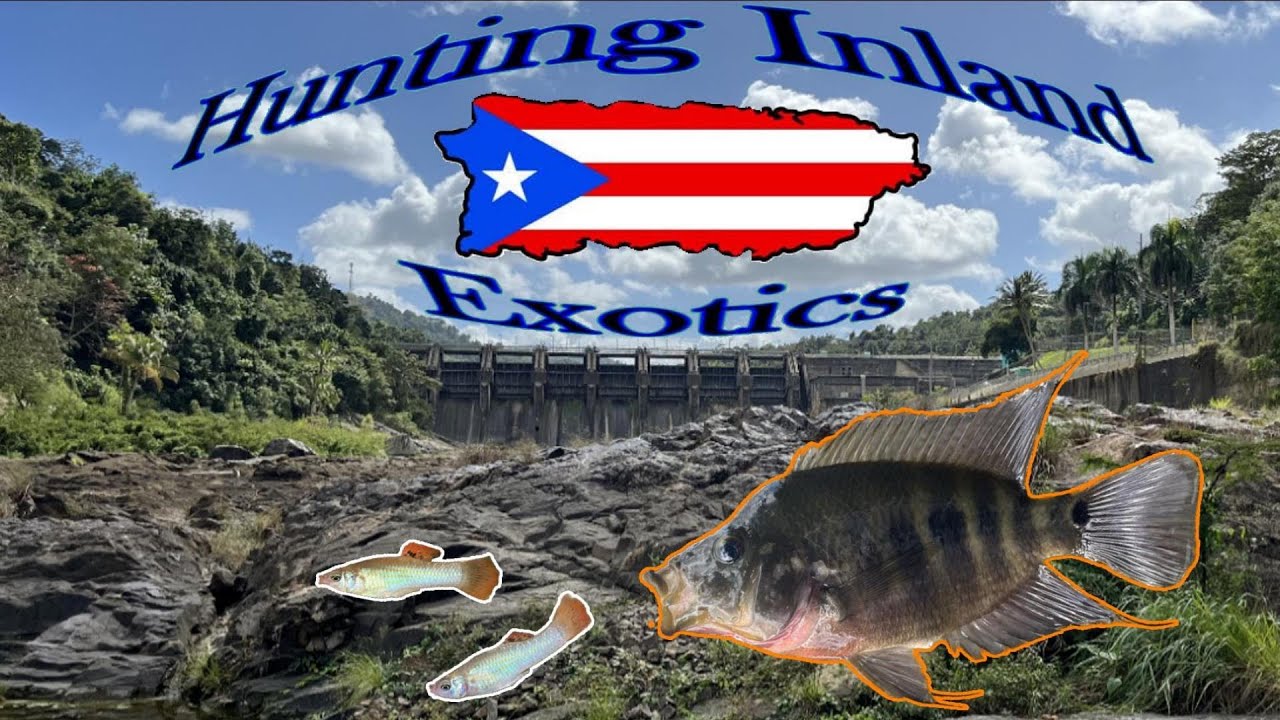 Freshwater Fishing Across Puerto Rico