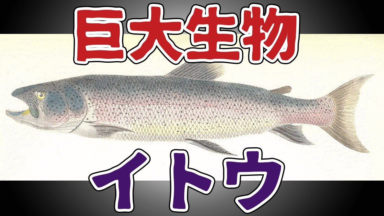 巨大生物イトウが怖すぎる【解説動画】