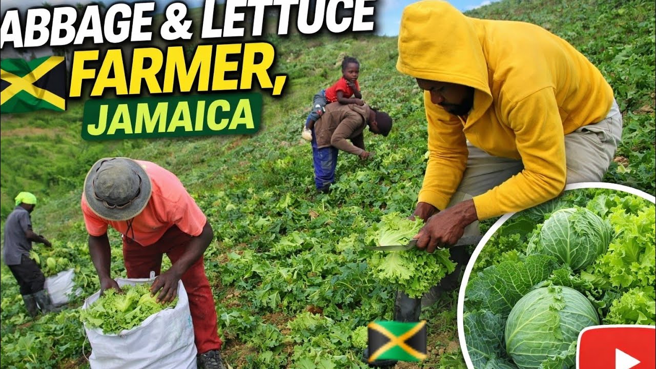 RAW VIDEO HARVESTING LETTUCE AND CABBAGE ON THE FARM TODAY COUNTRY LIFE JAMAICA 