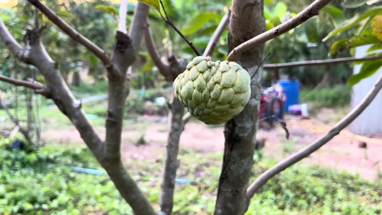 The joy of a gardener when all the trees begin to bear fruit.