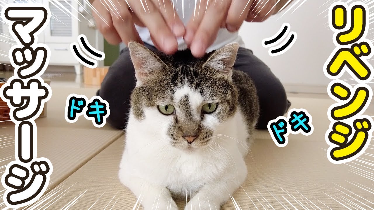 いつも猫パンチされてるパパが愛猫のために猫用マッサージを勉強しました