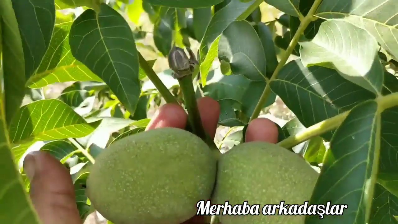 Cevize Aşı Yapılışı 3 yıllık Gelişimi