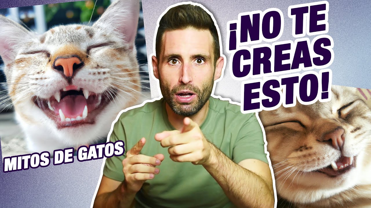 7 COSAS FALSAS sobre los GATOS que NO TE DEBES CREER 😿🚫 | ¡Olvida lo que dicen de los gatos!
