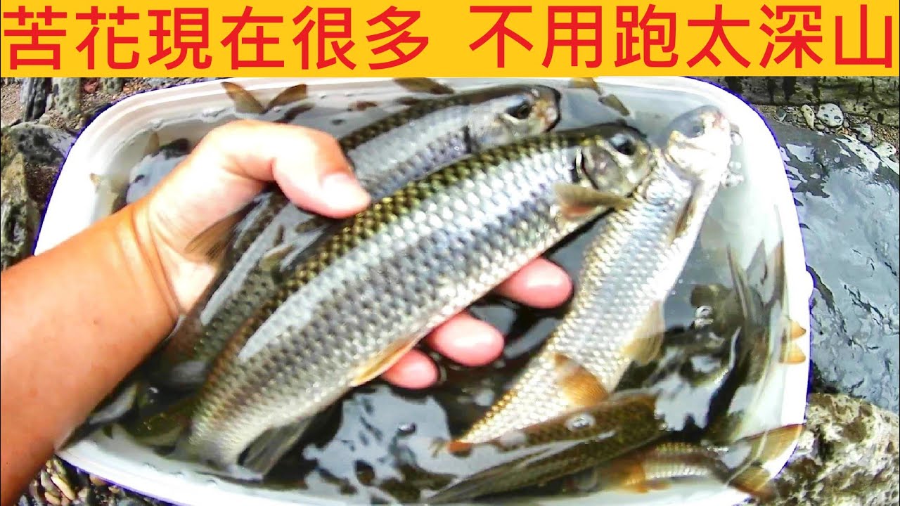 苦花現在很多 不用跑太深山 @今年體型比較大尾 #溪釣 #苦花