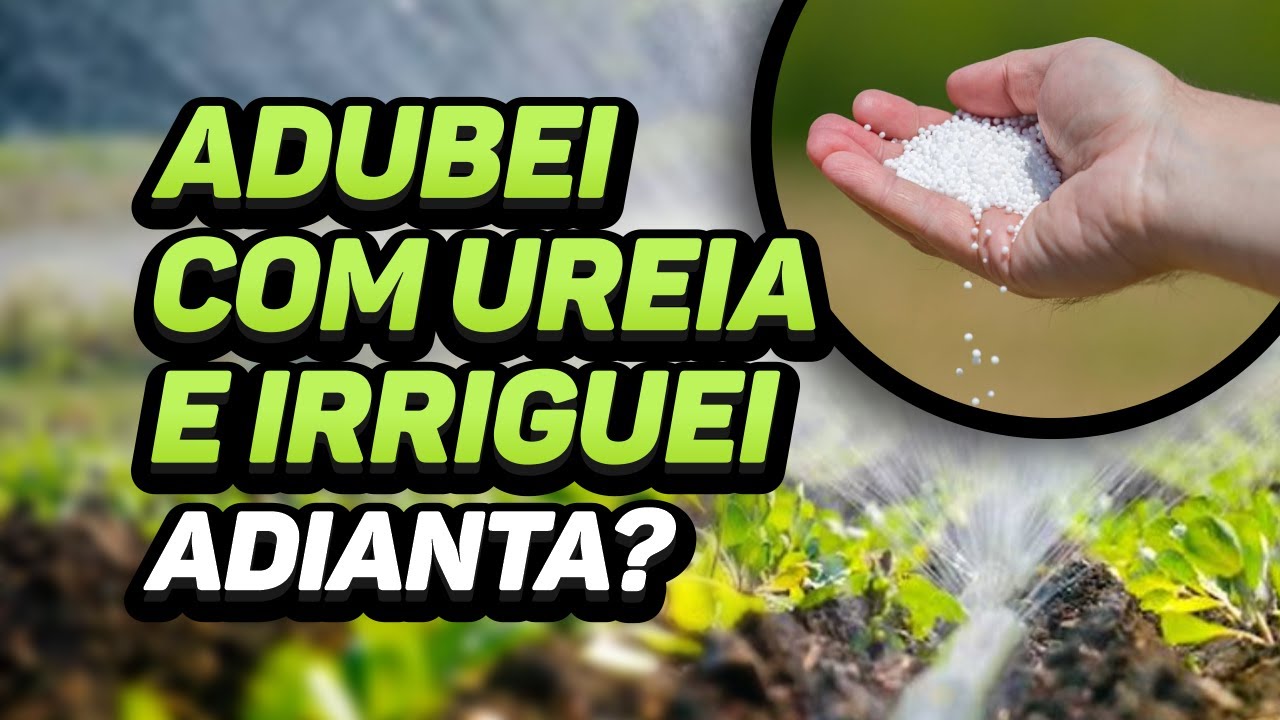 Adubar com ureia e irrigar - resolve? Volatilização.