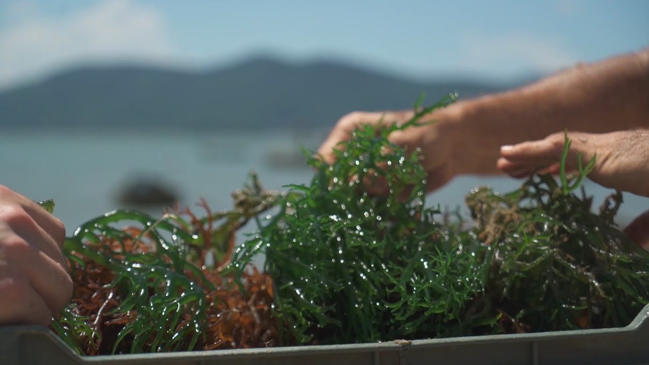 Agro, Saúde e Cooperação - Macroalgas