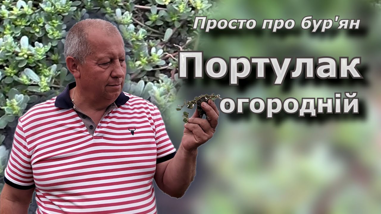 Портулак огородній. Просто про бур'ян.