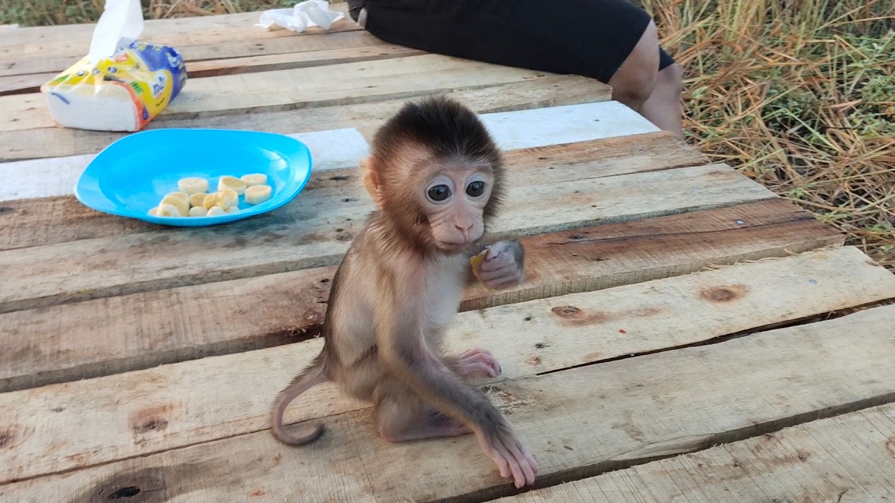 Wow, it's so scary to see baby monkey Beni eating bananas.
