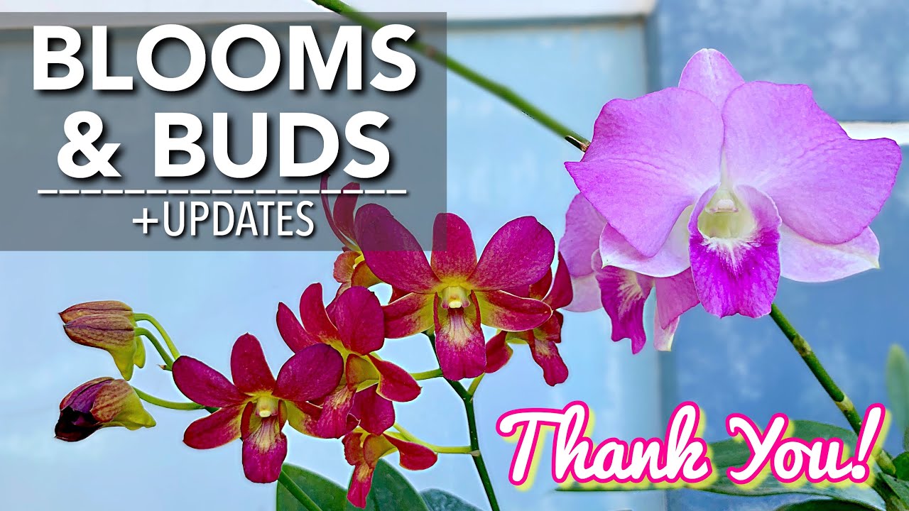ORCHIDS IN BLOOM & BUDS | UPDATES - Repotted Mini Dendrobium Spike and Mounted Rescued Phalaenopsis
