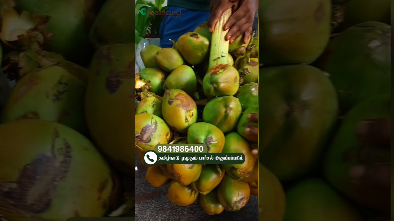 🌴 1000 காய்கள் தரும் தென்னை மரம்! 😱 Govt Recognized ஆயிரம் காய்ச்சி மரம்! | Greenland Nursery