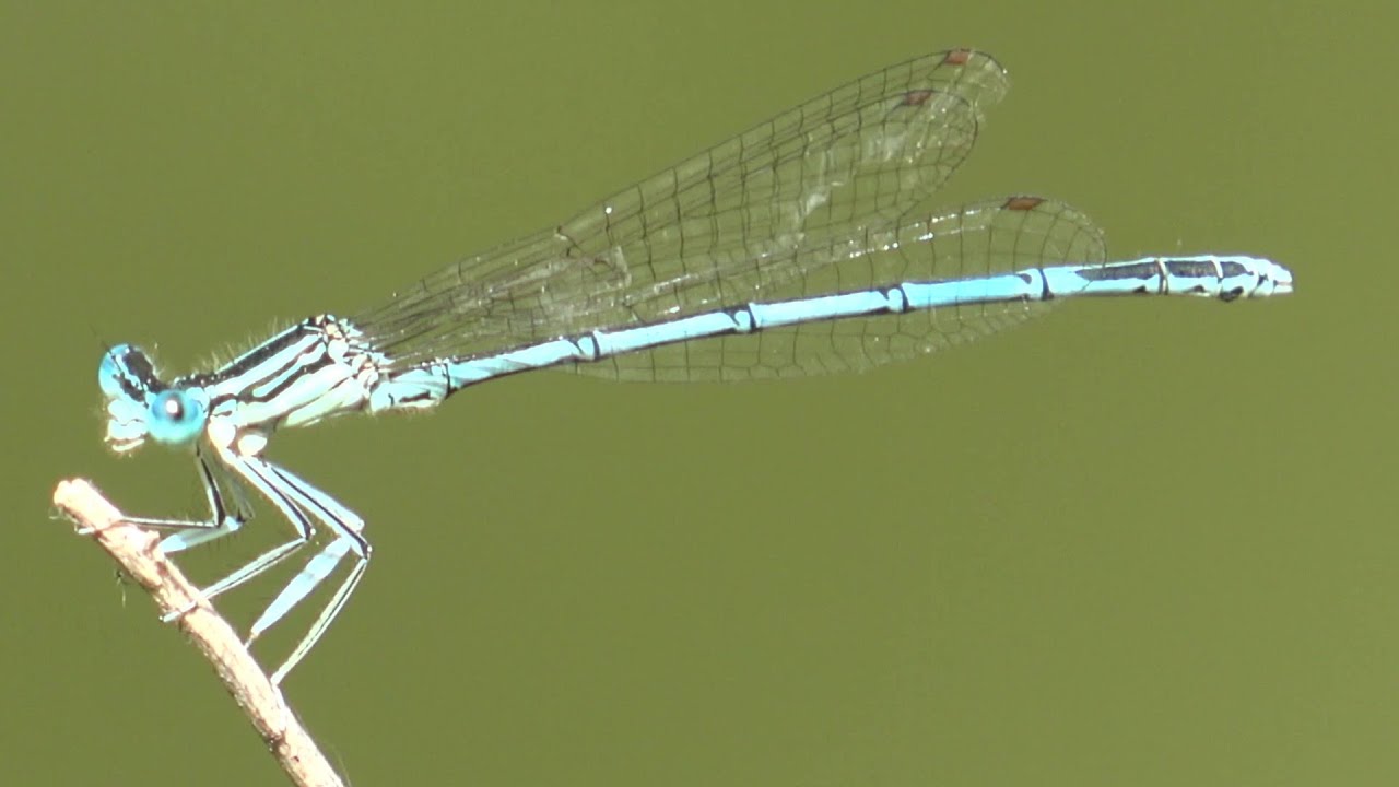 Dragonflies, Damselflies and other insects. 4k fdr ax53