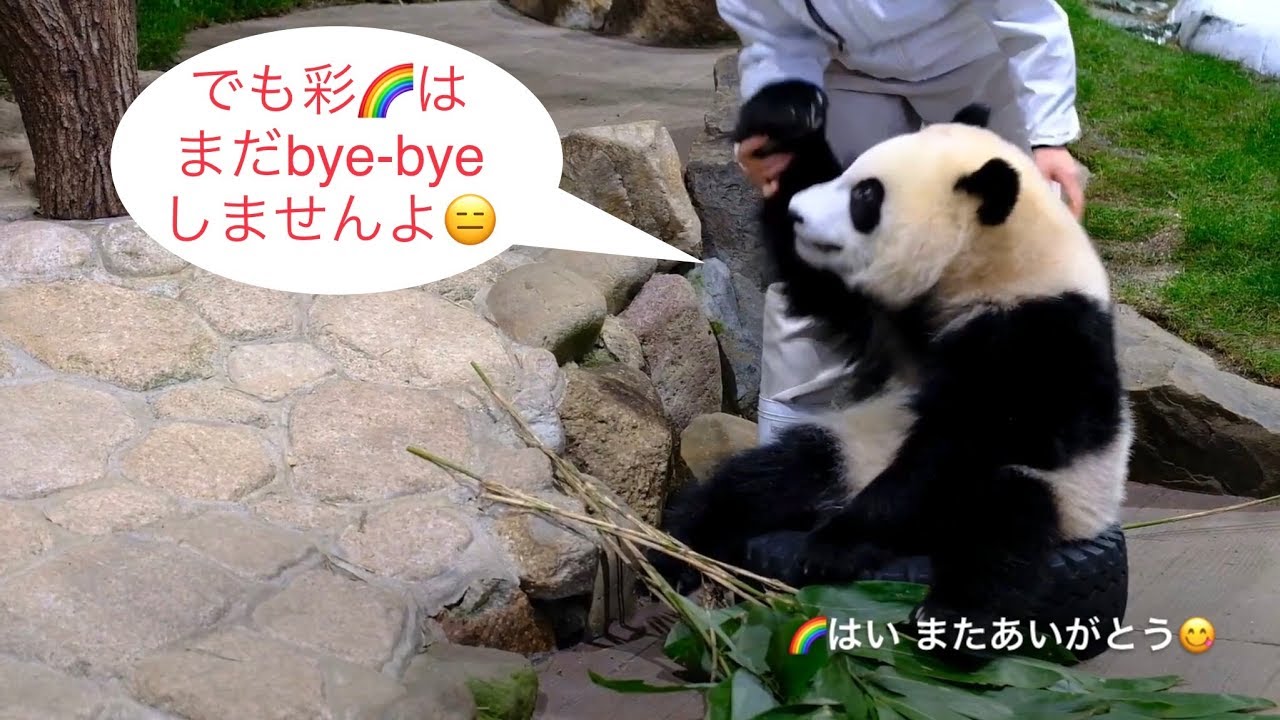 【こパンダ彩浜🌈独りで帰れます！寄り道多いけどね😆】Panda cub Saihin keeps changing her mind