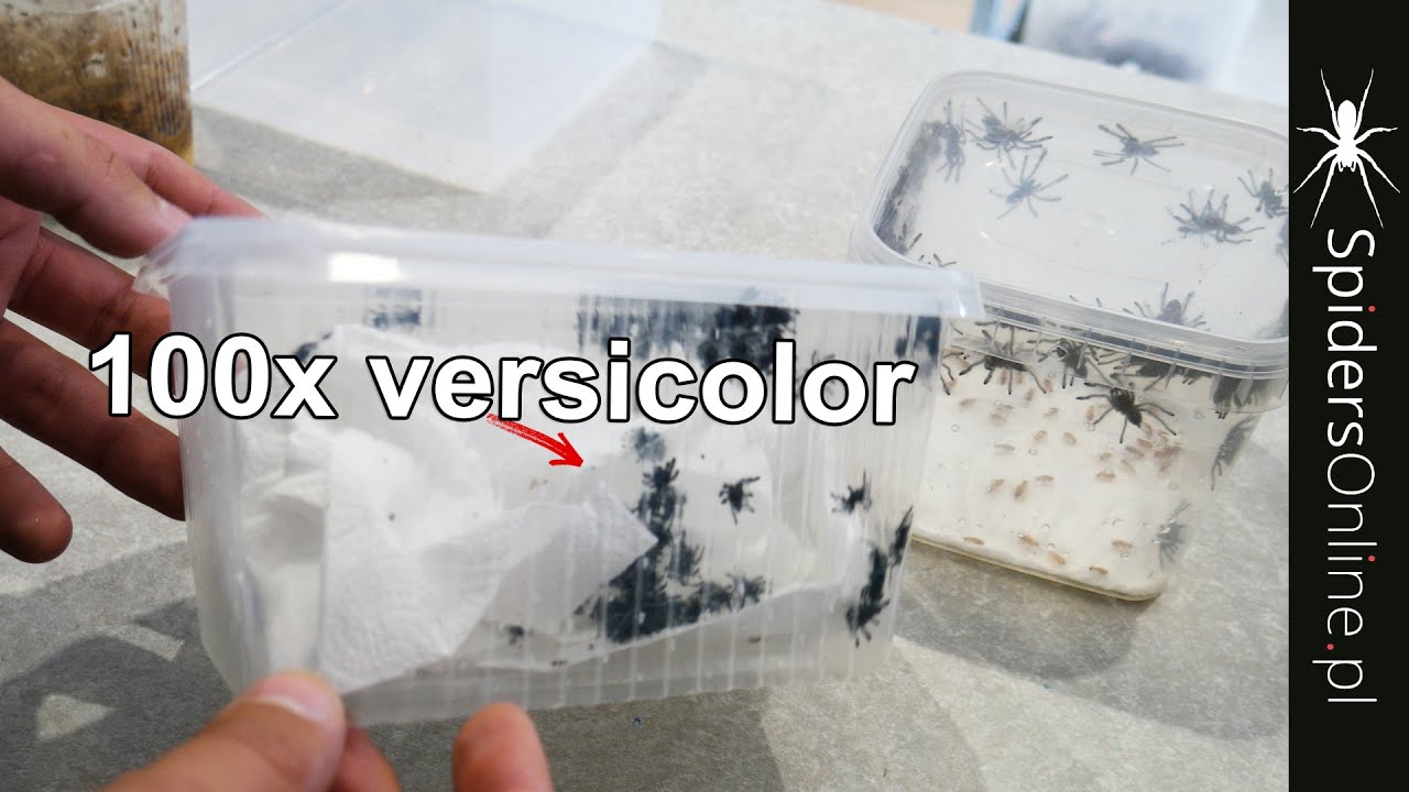 Jak rozkarmić 100 Caribena versicolor? - spidersonline.pl