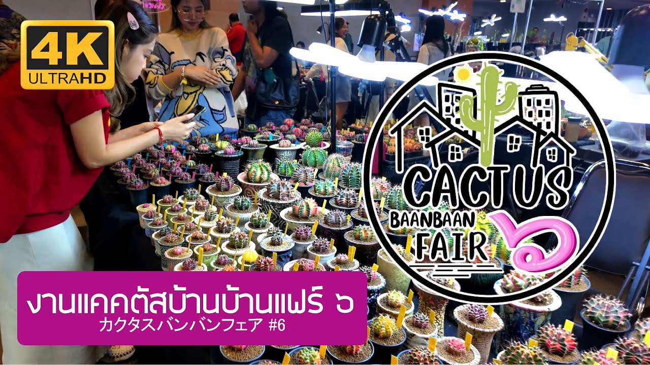 งานแคคตัสบ้านบ้านแฟร์ ครั้งที่ ๖ Cactus Baanbaan Fair #6 2025 Thailand カクタスバンバン展 第6回 バンコク タイ 2568