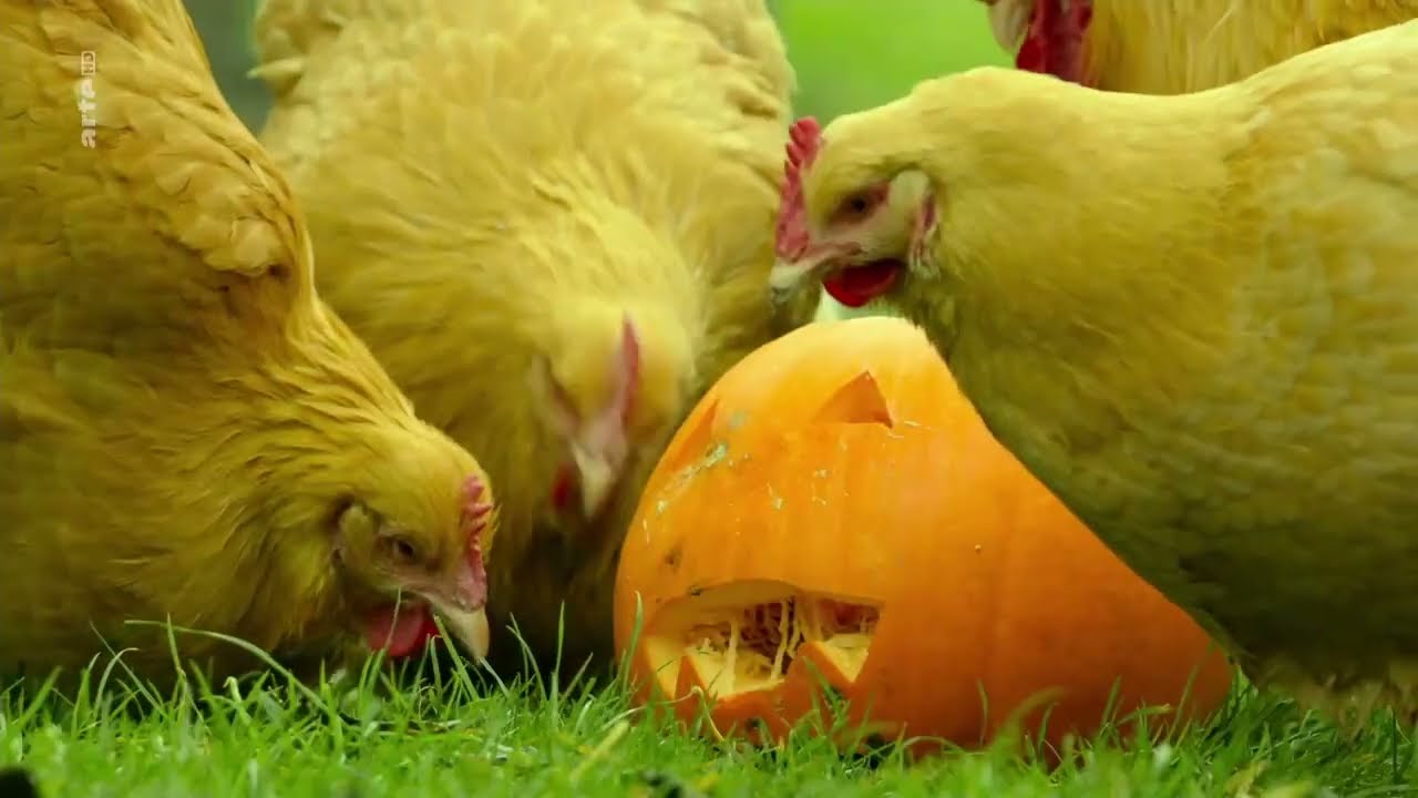 Das verborgene Leben der Bauernhoftiere 3/4 - Herbst – Der Wind dreht sich