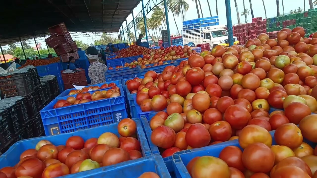 Karnataka Bangalore tomato Mandi Kolar