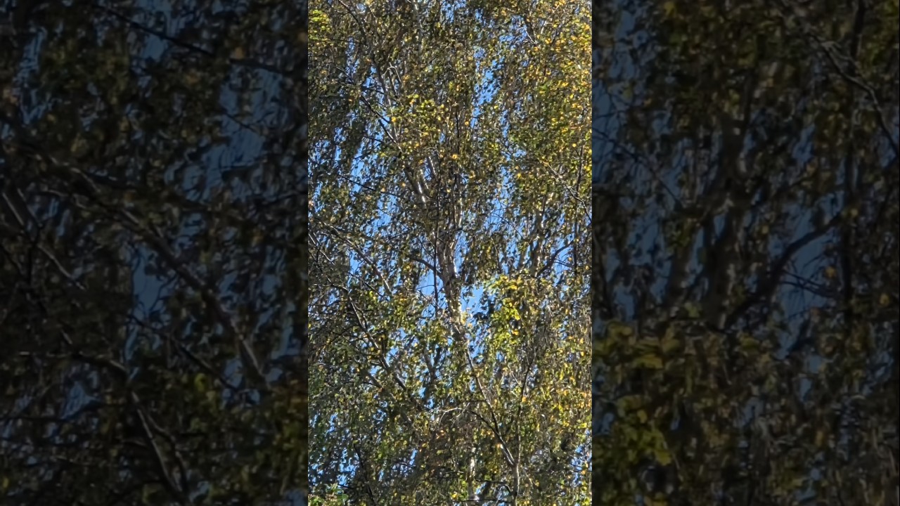 A Year in a Silver Birch's Life 