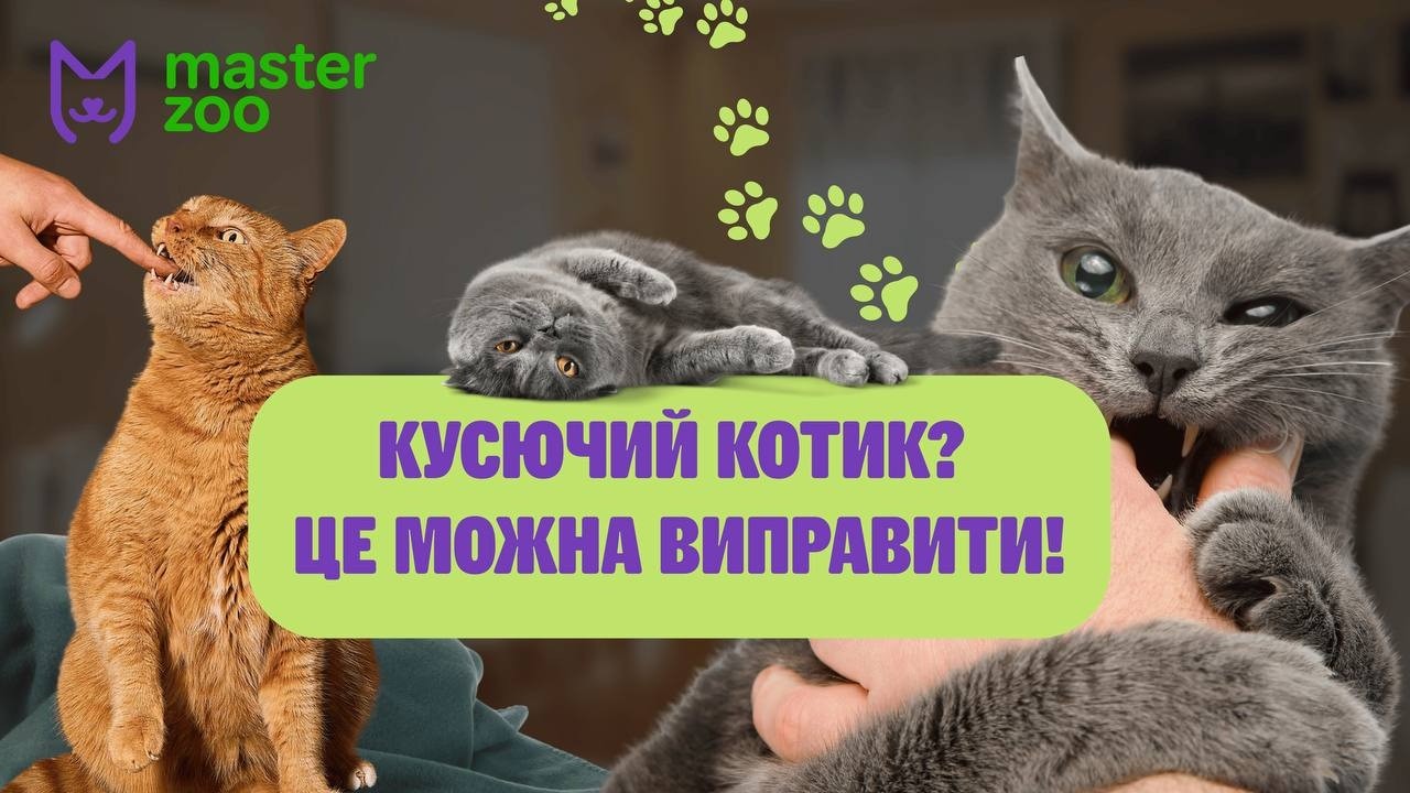 Як навчити котика грати лагідно — без укусів і подряпин?