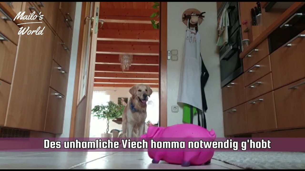 #0108 CreaCanis Adventchallenge Tag 24: Zum Abschluss noch etwas Lustiges aus meinem Leben