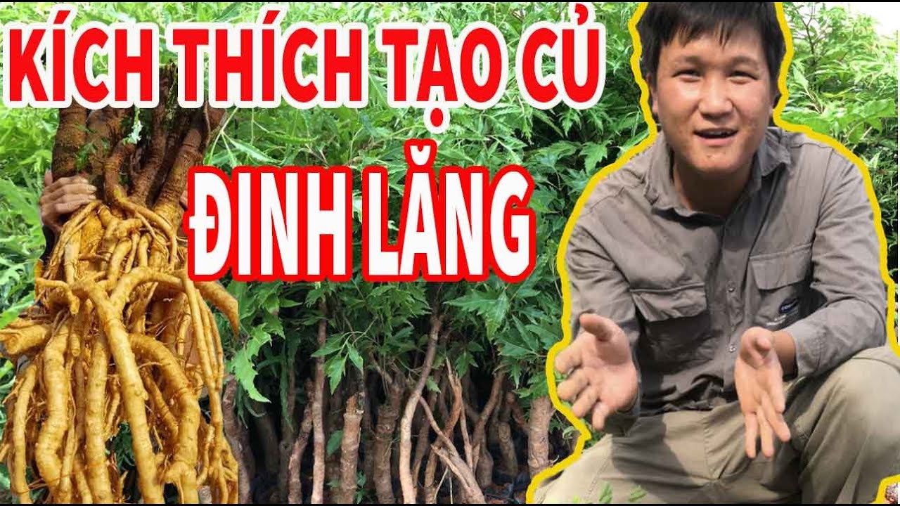 Trồng cây Đinh Lăng muốn nhanh có củ phải ghi nhớ điều này | 0946 301 497