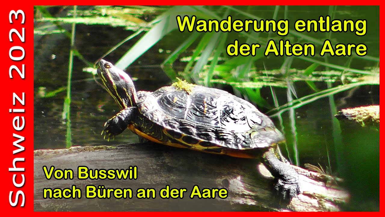 Schweiz 2023 - Von Busswil entlang der Alten Aare nach Büren an der Aare