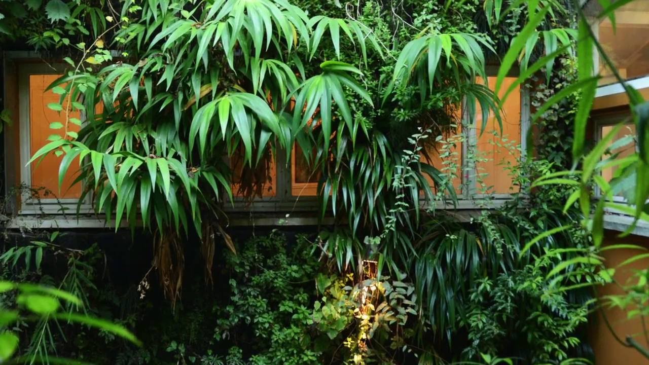 Le mur végétal, remettre la nature au cœur de nos vies | BABYLONE