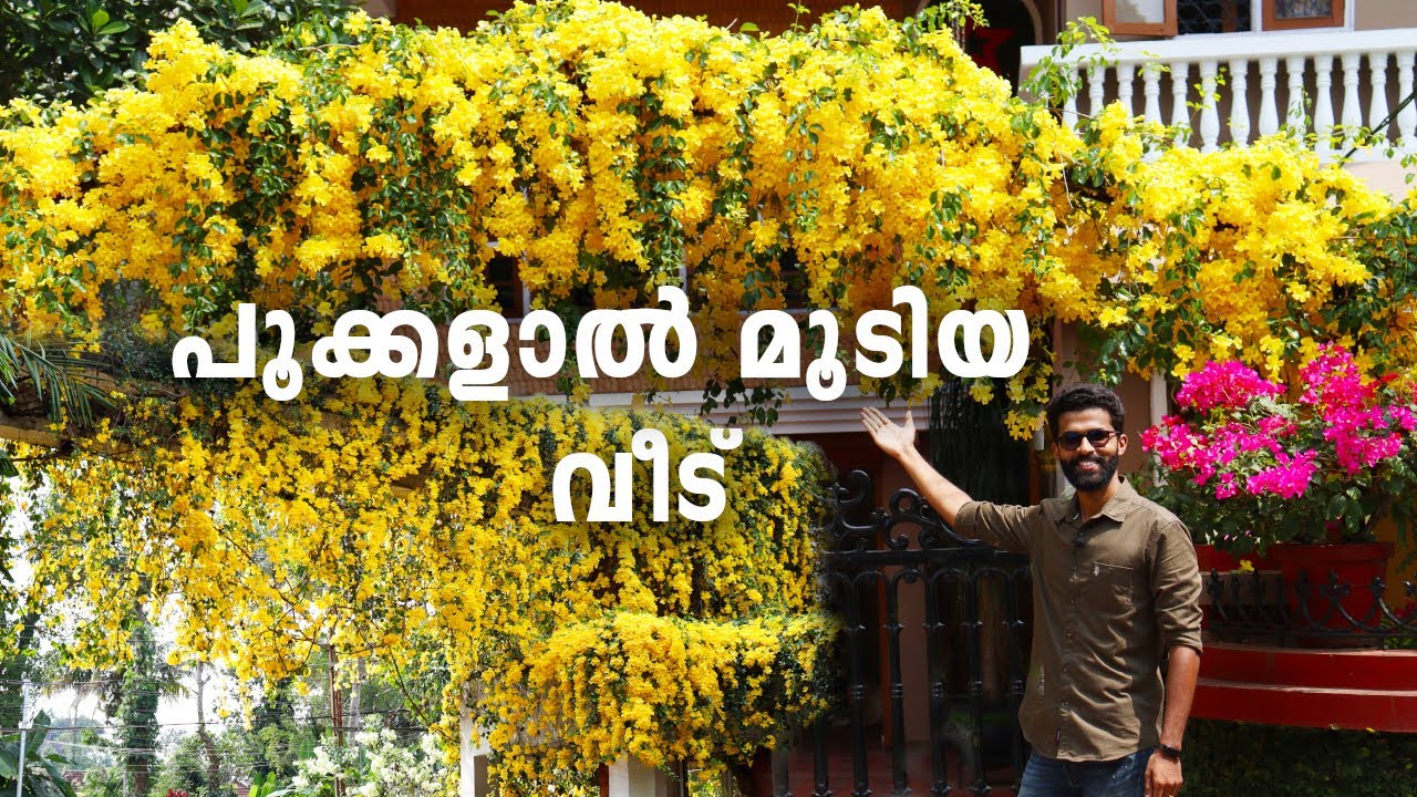 പൂക്കളുടെ വസന്തമൊരുക്കി കോട്ടയത്തെ വീട് 🥰😍|| Garden tour || Cats claw creeper || Flowering Plants