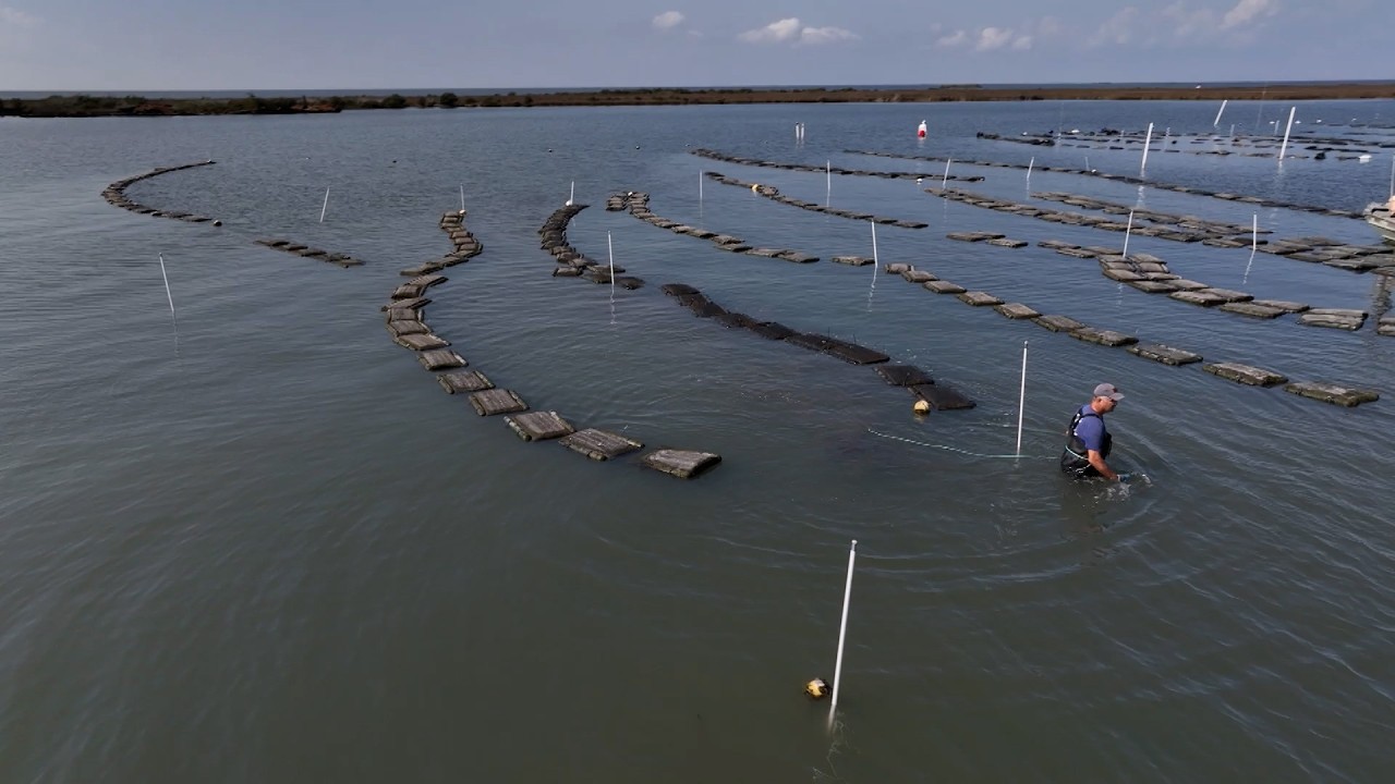 Inside Grand Isle Jewels: How Louisiana Is Growing Premium Oysters Sustainably | SWI | 3/6/26