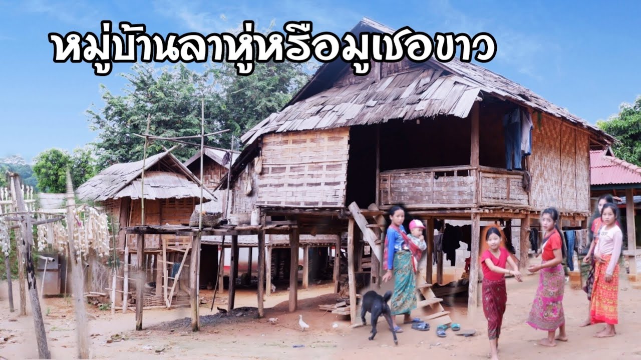 วิถีชีวิตชนบทลาว🇱🇦Ep16: มาเรียนรู้และรู้จักกับประเพณีของชาว(ลาหู่ หรือ มูเชอขาว)ชายแดนพม่า