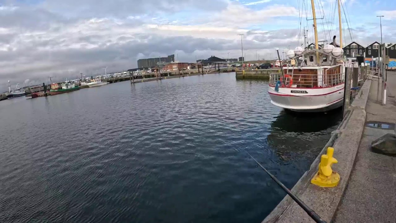 Live Heringsangeln in Hvide Sande Dänemark 🇩🇰