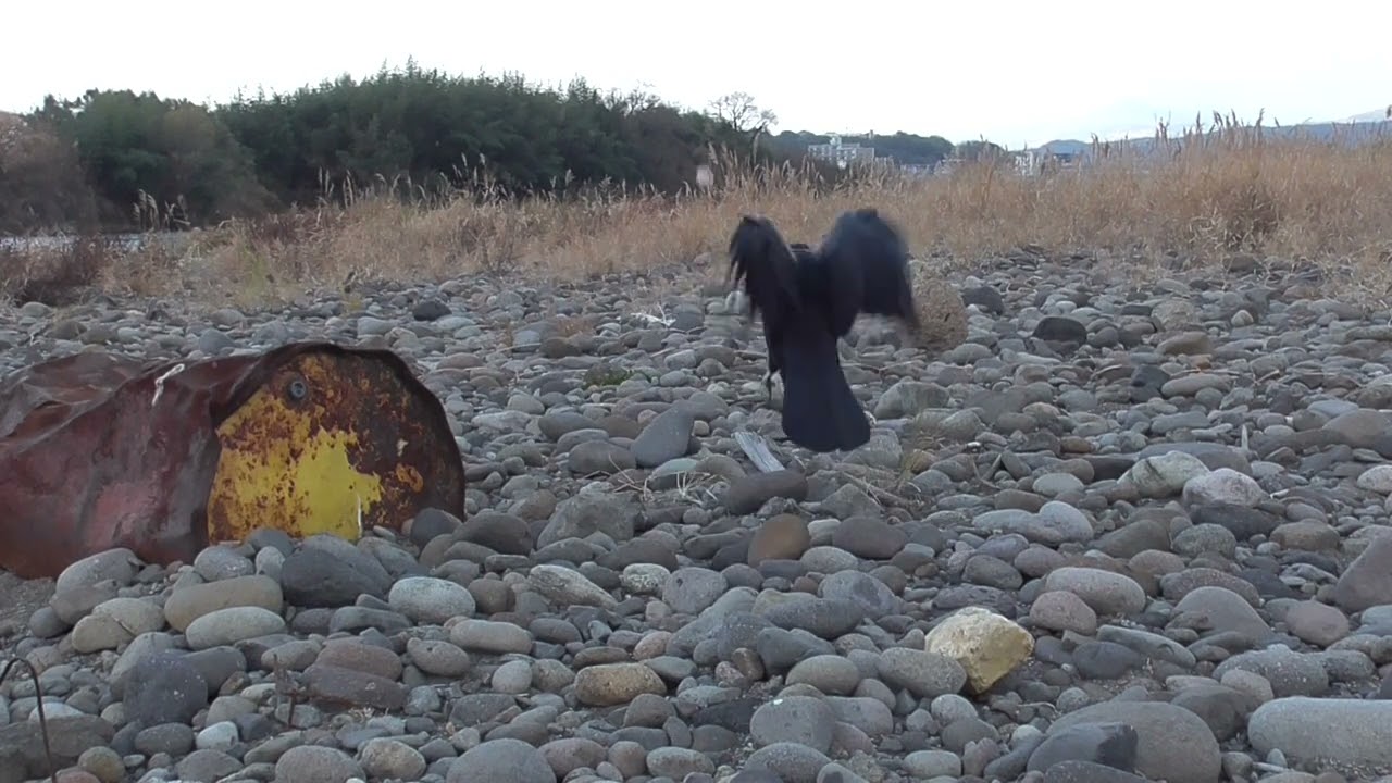 Y0012　Oita River　Snow　Grilled Tofu　Fish Sausage　MON and AOI (Wild Carrion Crow)