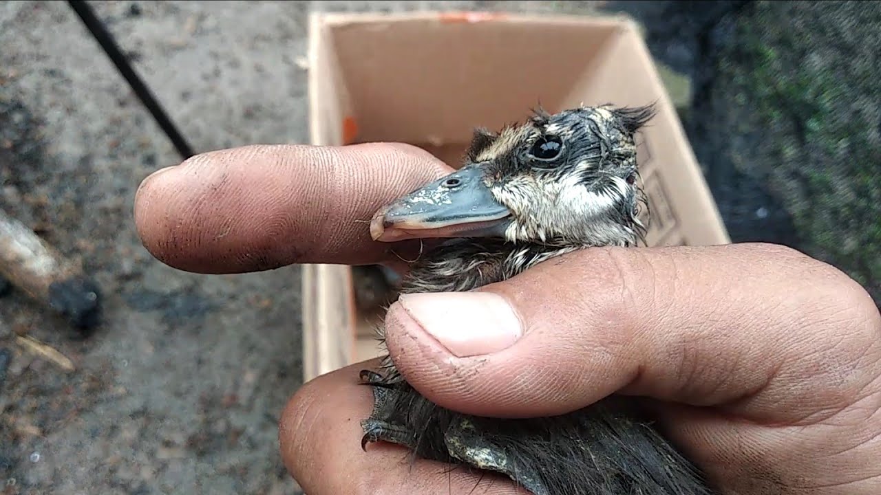 Ternak burung belibis tidak semudah yang dibayangkan