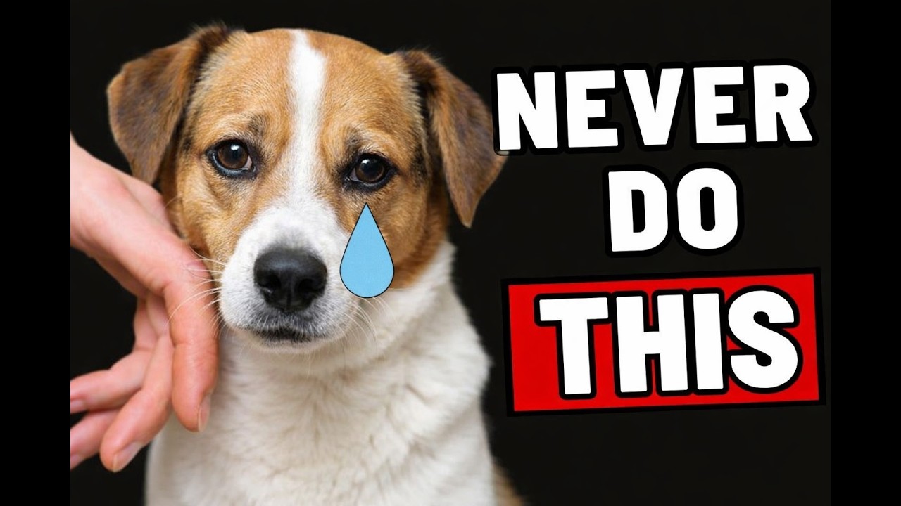 “10 Bad Things That Hurt Your Dog’s Feelings Without You Realizing 🐶”