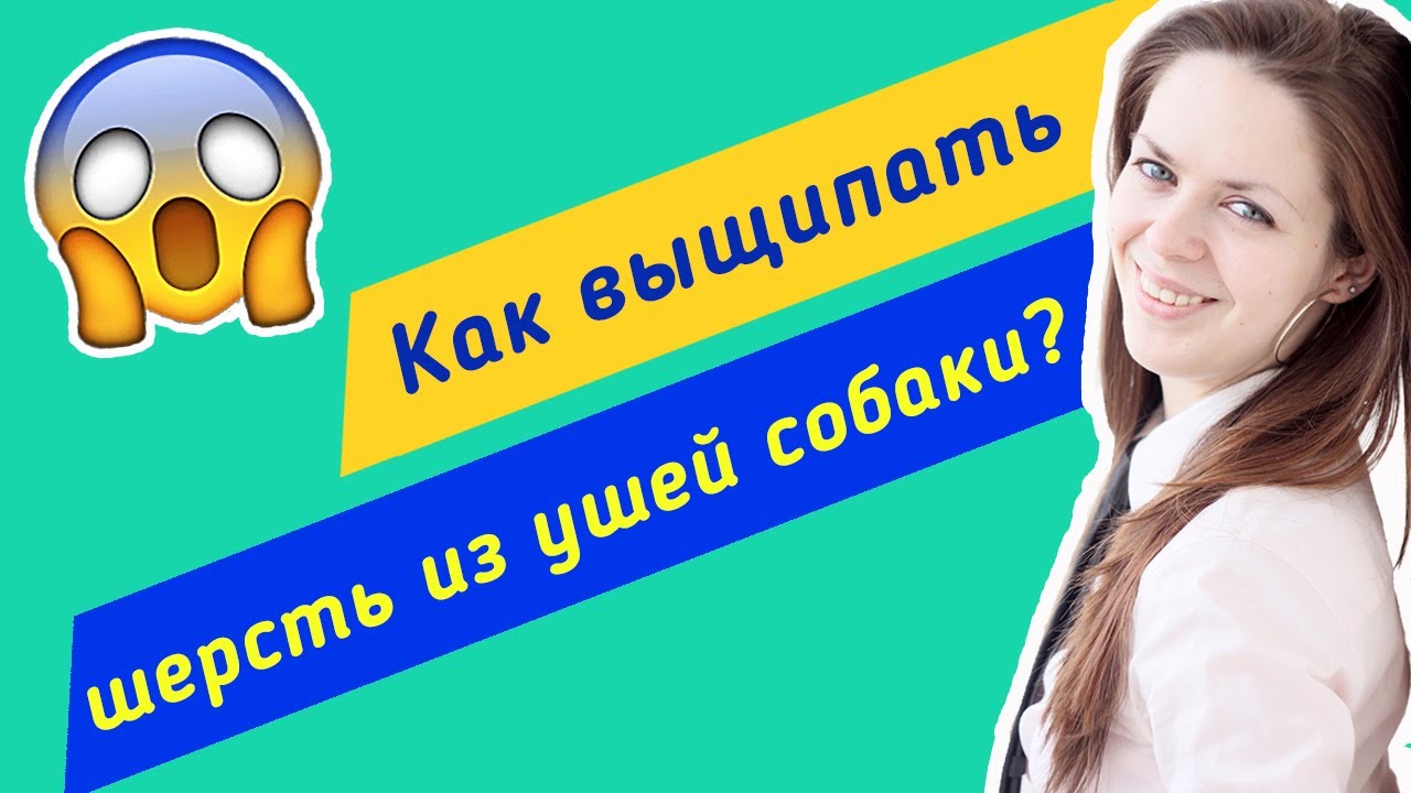 Как выщипать шерсть из ушей собаки