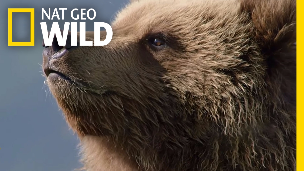 Explore the Grizzly Empire | Destination WILD