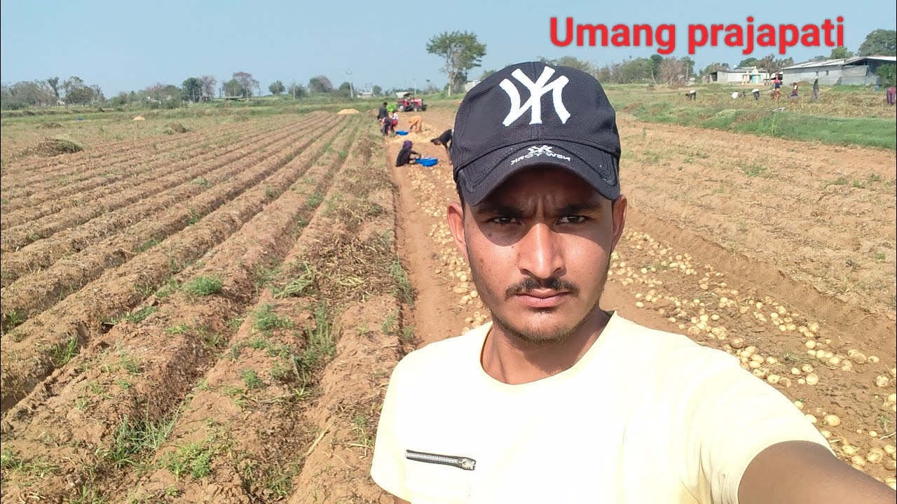 આજે તો બટાકા કાઢવાની શરૂઆત કરી  ll umang prajapati ll gujrati volgas ll 