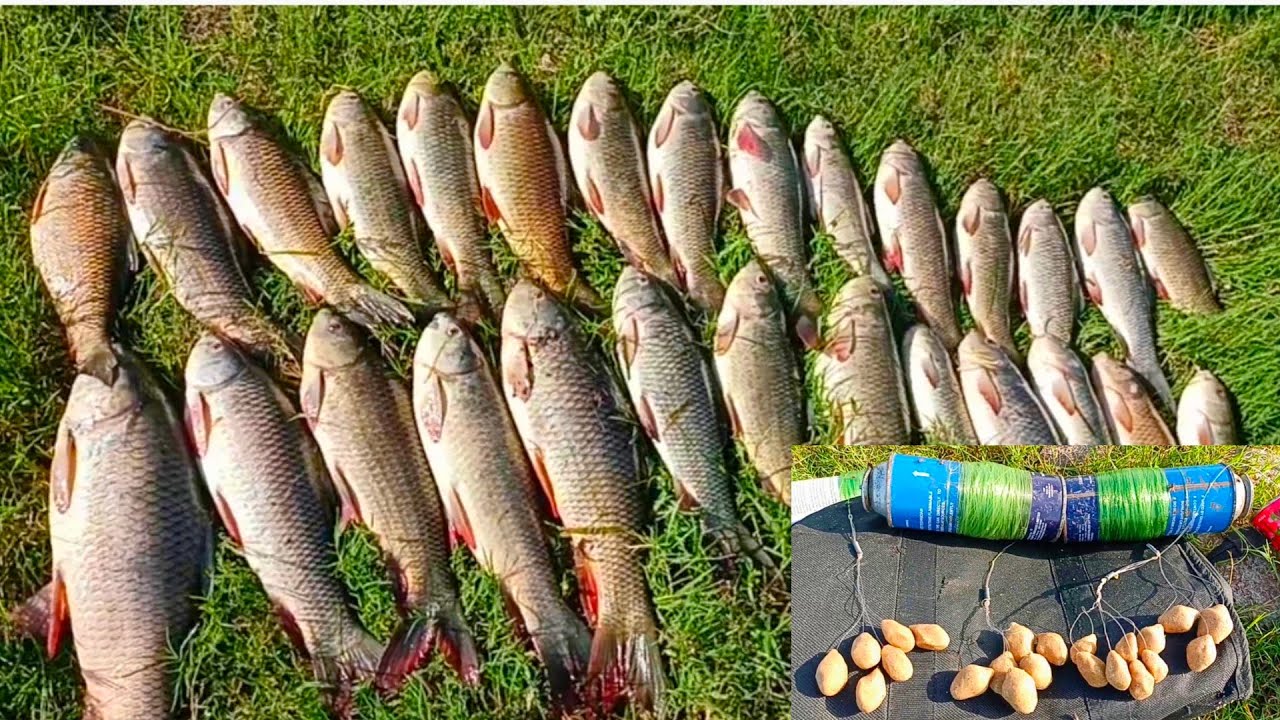Best Fishing In The River Guccha Gal Fishing Rohu Fishess Trap Rohu Fish