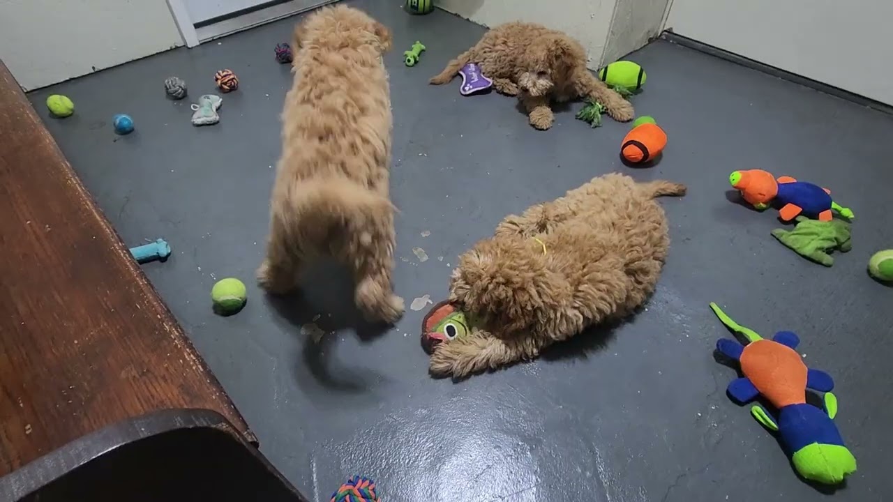 Heidi, Hobbs, Herbie