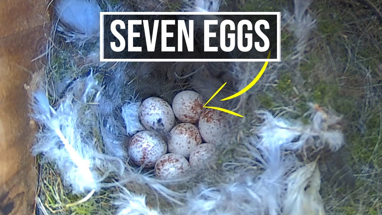 2024 update !  Nesting Series, Incubation and chicks