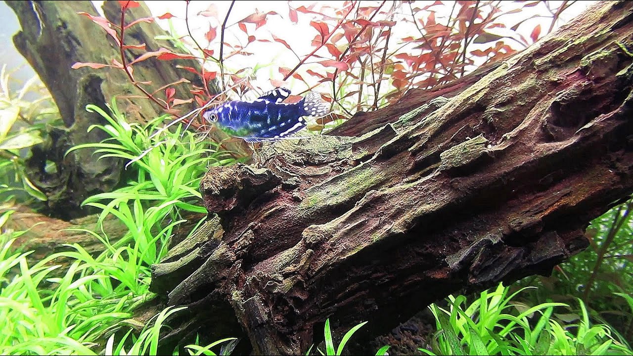 60CM PLANTED AQUARIUM SETUP - Simple Aquascape Setup Step by Step Tutorial